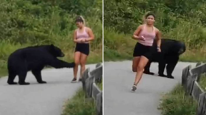 Moment i tmerrit kur ariu i zi shfaqet papritur e godet me kthetra vrapuesen në park (video)