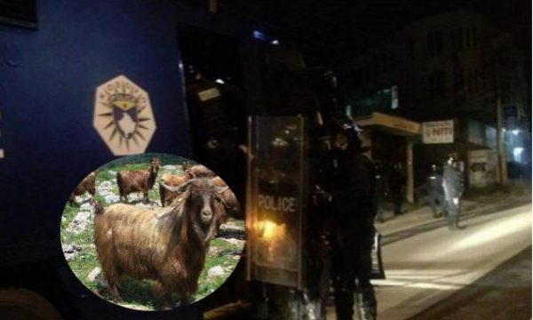Detaje të reja nga operacioni i Policisë në Kamenicë, u gjetën edhe dhi të kontrabanduara