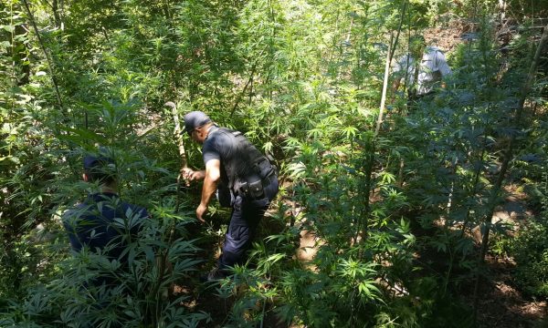 Policia e Kosovës zbulon plantacione të drogës në fshatin Koshare, shkatërrohen 130 bimë