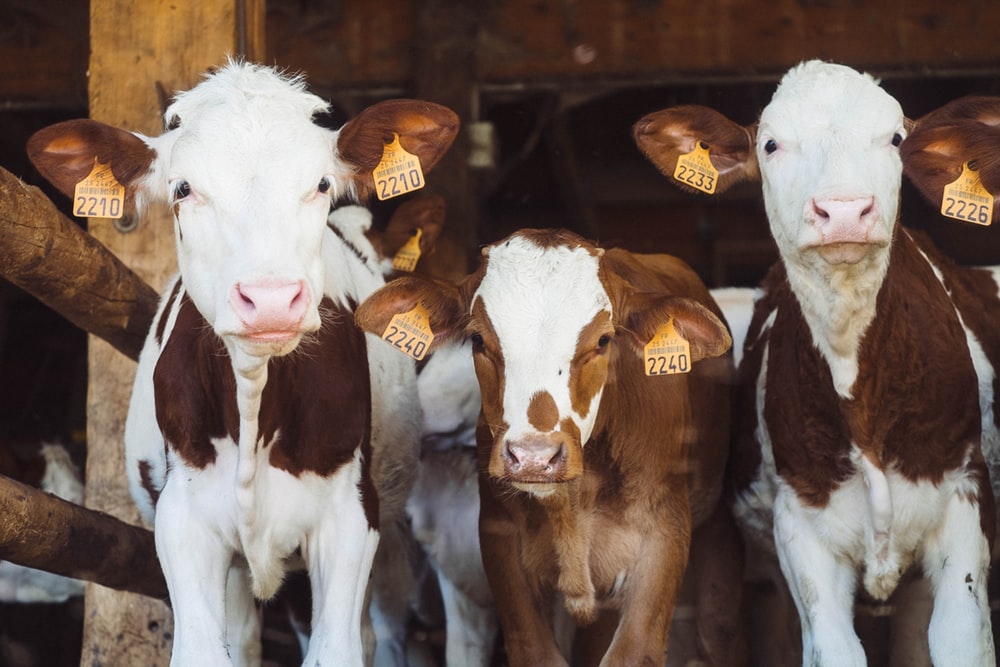 ‘Kontrabandë me kafshë’,  Policia gjen 80 lopë e viça në Ferizaj