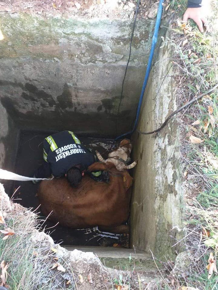 Një lopë bie në pusetë në Suharekë, e nxjerrin të gjallë zjarrëfikësit