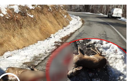 Skandaloze: Në Dragash e vrasin me armë zjarri drenushën skaj rrugës