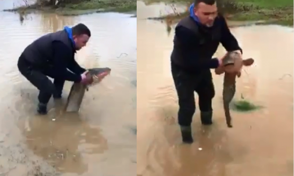 Gjilanasi gjen një peshk të madh në oborr pas vërshimeve