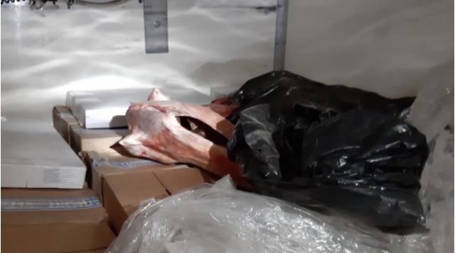 Dogana konfiskon mish peshku të kontrabanduar në vlerë mbi 12 mijë euro në rajonin e Vitisë