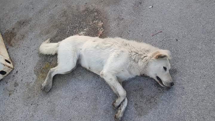 Prizrenasi ia vret bashkëfshatarit qenin me armë të gjuetisë