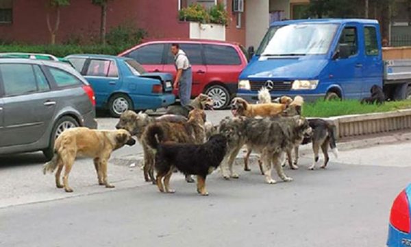 Ferizajasi gjuan me armë për t’i shpëtuar qenëve endacakë