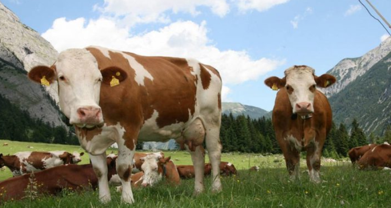 Këto janë lopët me mishin më të mirë