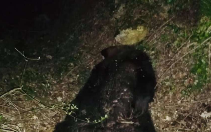 Gjendet një arushë e ngordhur në Prizren