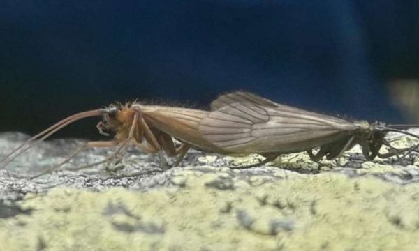 Insekti nga Kosova bëhet lajm në botë
