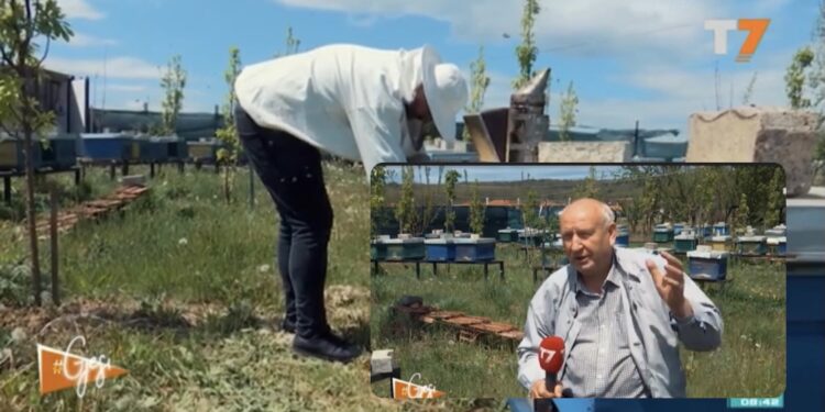 E pickojnë 40 bletë, burri nga Prishtina thotë se është shëruar nga reuma