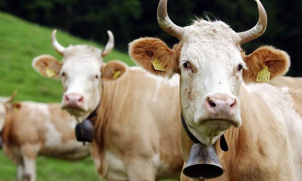 Brirët e lopëve temë debati e deputetëve zviceranë