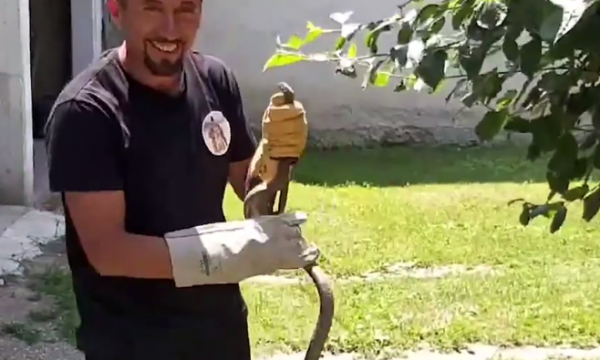 “Vlojnë” gjarpërinjtë në Kosovë, s’ka serum në QKMF