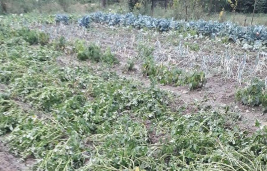 Reshjet e shiut dhe breshërit shkaktojnë dëme të kulturave bujqësore në Obiliq