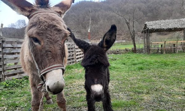 Gomaricës së vogël në Shqipëri i vënë emrin e konkurrentes së Përputhen