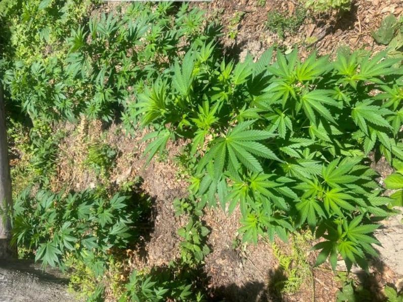 Kapet kultivuesi i drogës në Koshare, iu gjetën 317 bimë të kanabisit