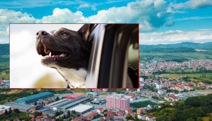 E tmerrshme: Në Suharekë qeni kërcen nga vetura dhe sulmon një vajzë të mitur
