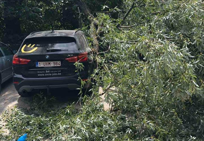 Destabilizohet moti në Kosovë, erërat e fuqishme rrëzojnë drunjtë në Pejë