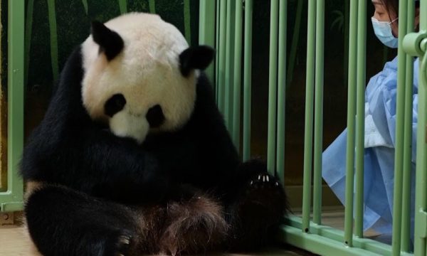 Panda gjigante në kopshtin zoologjik francez lind dy këlyshe binjake