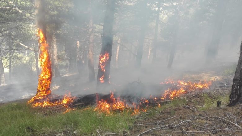 Digjet plantacioni me 4 hektarë dru molle në Prelez i Jerlive të Ferizajt