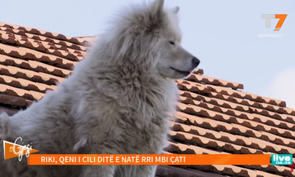 Qeni që rri e fle mbi çatinë e një shtëpie në Podujevë