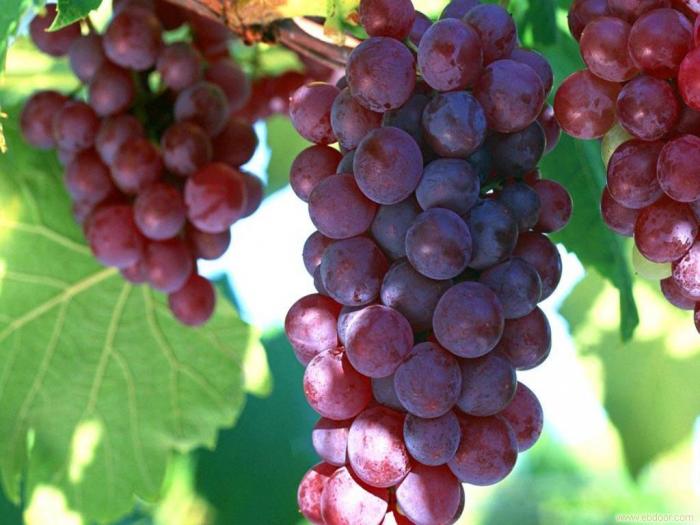 Vlerat shëndetësore të rrushit të kuq kundër plakjes së parakohshme