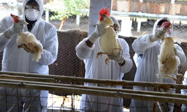 Paraqitet një rast i gripit të shpezëve Avian Influnza në Podujevë
