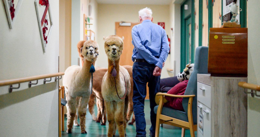 Terapia e pazakontë: Lamat vendosen në shërbim të të moshuarve dhe të sëmurëve