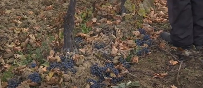 Rrushi nuk po u shitet, vreshtarët po e asgjësojnë (VIDEO)