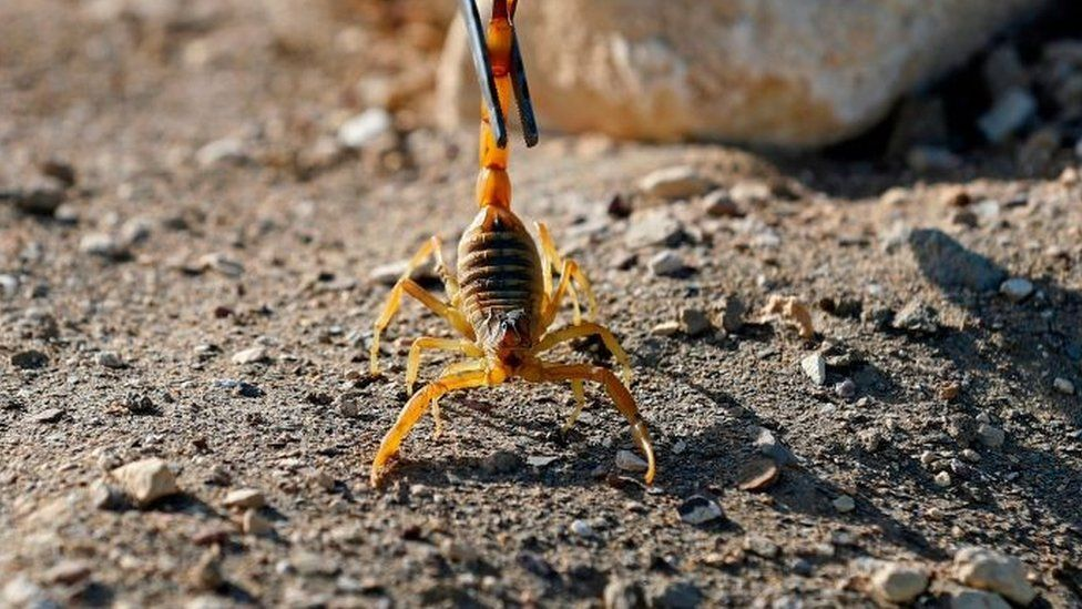 Tre të vdekur nga pickimet e akrepëve që mbushën qytetin egjiptian pas përmbytjeve