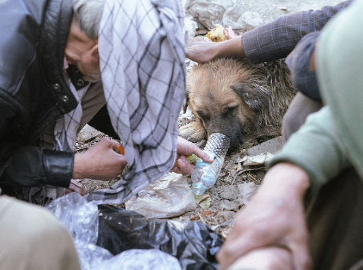 Talebanët u zotuan se do të zhduknin heroinën, por tashmë po drogohen edhe qentë