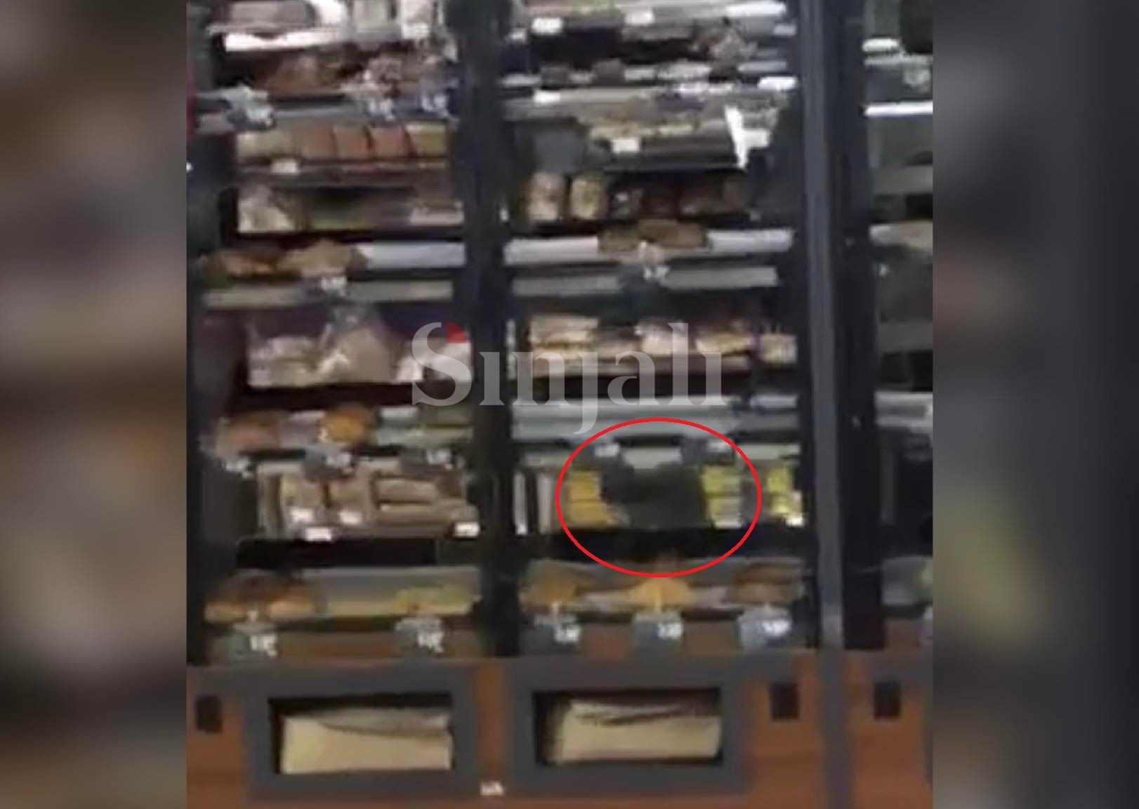Macja “konsumatore” e furrës së bukës në Deçan