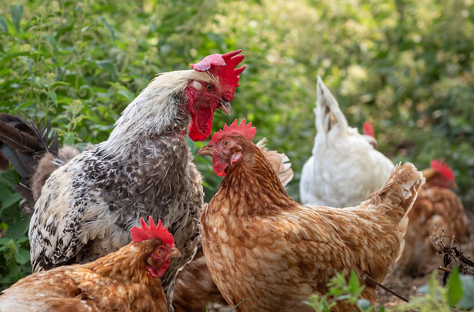 Pranojnë se blenë katër pula dhe një gjel të cilat ishin të vjedhura, dënohen me nga tre muaj burgim me kusht