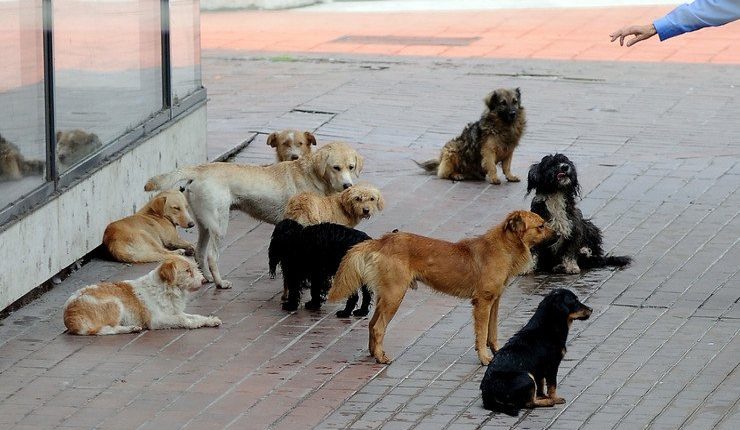 “Vlojnë” qentë endacak në Pejë, Komuna: Nuk e kemi ne në duar