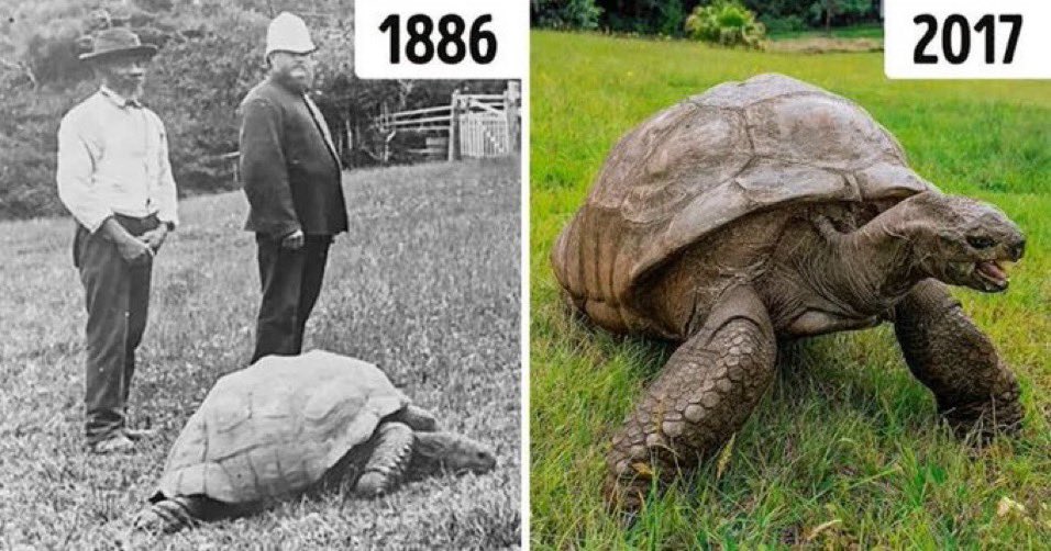 Breshka më e vjetër në botë feston 190-vjetorin