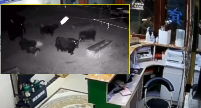 Momenti kur tërmeti i fuqishëm shkund Kinën, shikoni si ikin edhe lopët