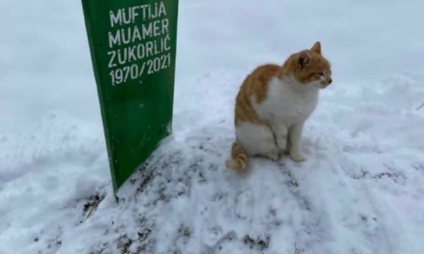 Dy muaj pas vdekjes së myftiut, macja nuk i ndahet nga varri