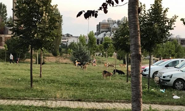 “Falë Zotit shpëtova”, studentja sulmohet nga qentë endacakë para Fakultetit Juridik