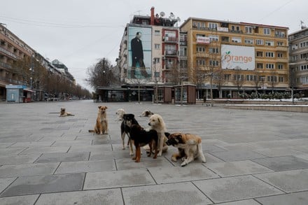 Komuna e Prishtinës e akuzon Ministrinë për pengim në zgjidhjen e problemit me qentë endacakë