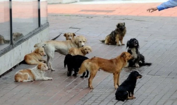 Komuna e Prishtinës nis aksionin për dërgimin e qenushëve endacakë në strehimore