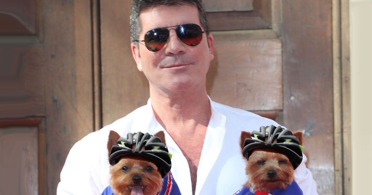 Simon Cowell përgatit testamentin, 24 milionë euro i lë për qentë e tij