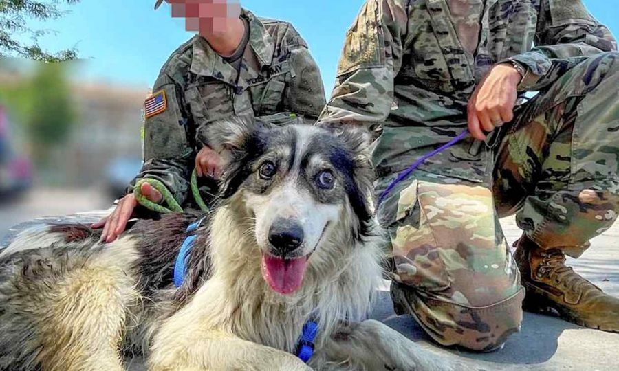 Ushtari amerikan e bën me shtëpi qenin e pastrehë që e shoqëroi në Kosovë