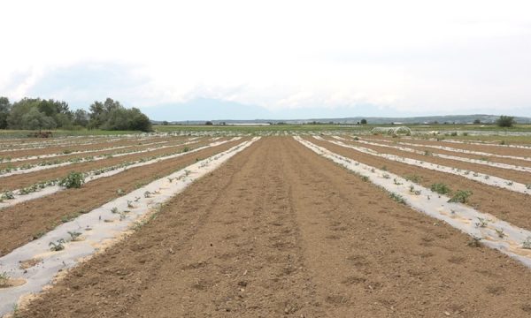 Sot hapet aplikimi për subvencione për bujqit, mbështeten 27 sektorë