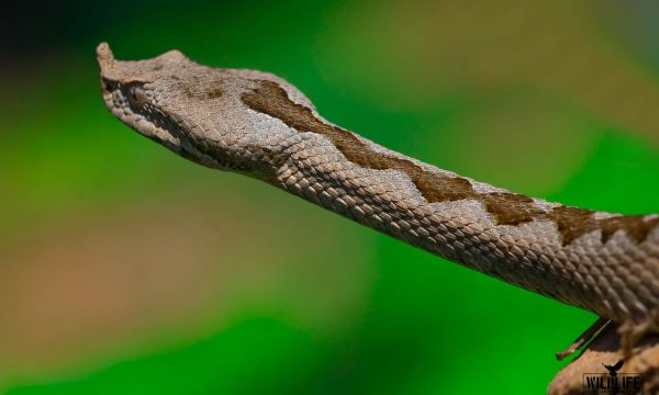 Prania e gjarpërit më helmues të Evropës në Parkun e Gërmisë, AMMK del me njoftim
