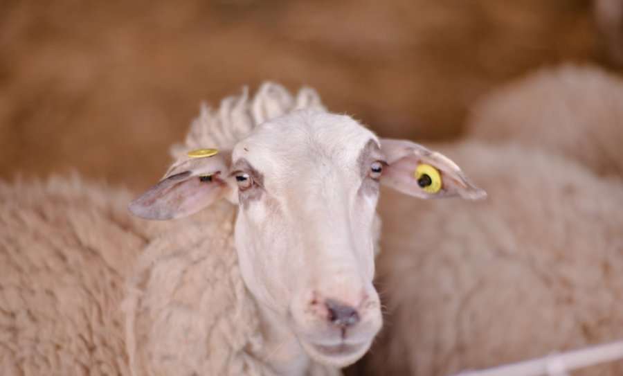 Dogana konfiskon 12 dele e 12 dhi në kufi, arratisen të dyshuarit