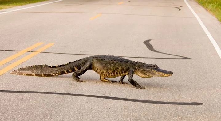 Policia përleshet brutalisht me aligatorin 2m të gjatë pranë shkollës në SHBA (VIDEO)