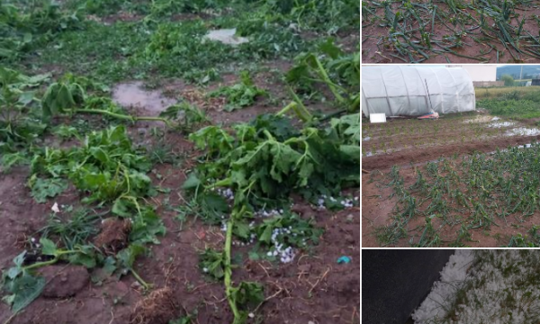 Dëme të mëdha, breshri shkatërron kulturat bujqësore në Podujevë