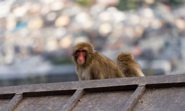 “Banda” e majmunëve sulmon 49 persona