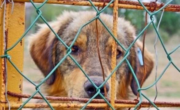 Fondacioni për Kafshët: Simbolik është dënimin me 120 euro për personin që vrau një qen