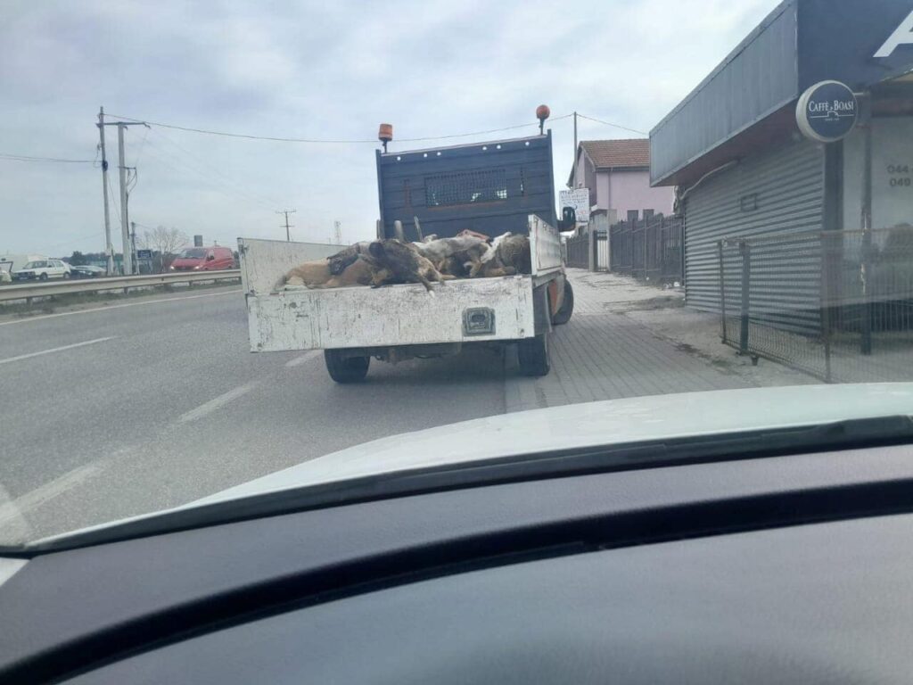 Qentë e ngordhur në kamion, pamje të tmerrshme nga rruga Mitrovicë – Vushtrri