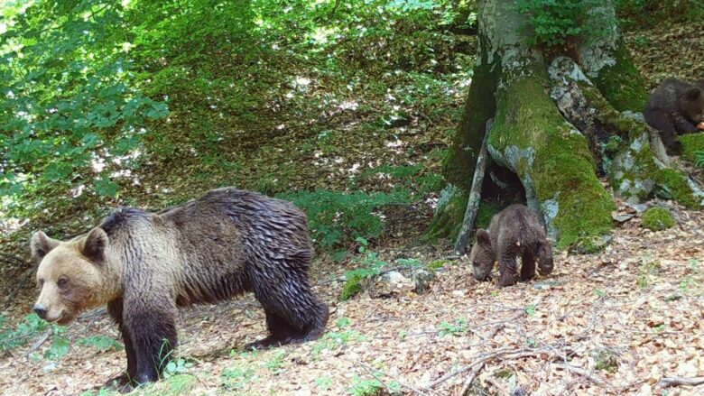 Kontrolle të shtuara në Parkun Kombëtar “Sharri” për shkak të pranisë së arinjve në zonat e banimit dhe turistike